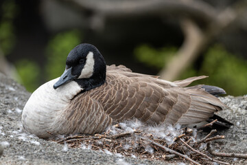 Canada goose sitting on nest