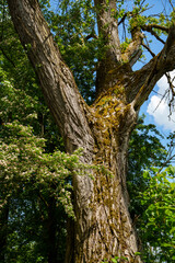 Sturdy trunk of a poplar (Populus) and the flowering branches of a hawthorn (Crataegus monogyna). Landscape in Bavaria, Germany