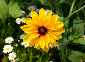 yellow flower in the garden