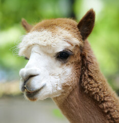 Fototapeta premium close up of a white alpaca