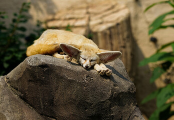 Desert Fox