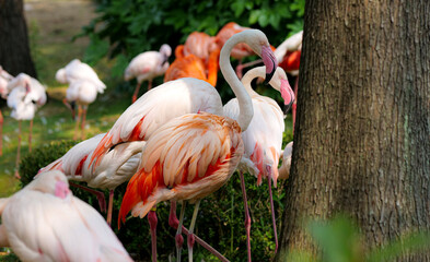 pink flamingo on the park