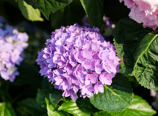 purple lilac flowers