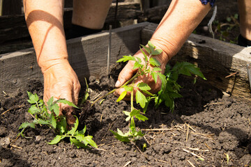 close up shot of hands are taking care of tomatoes sprouts in the garden ground