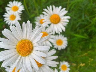 Fototapeta premium Close-up of blooming white daisies with yellow centers in a green field, shallow depth of field, natural spring floral background for seasonal or botanical content