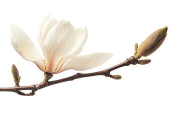Delicate white magnolia flower blooming on branch with soft buds and smooth petals