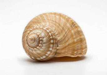 Obraz premium Seashell Spiral: Natural Texture and Form