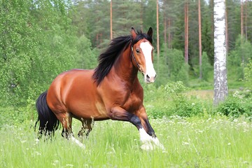 Brown horse running in green field