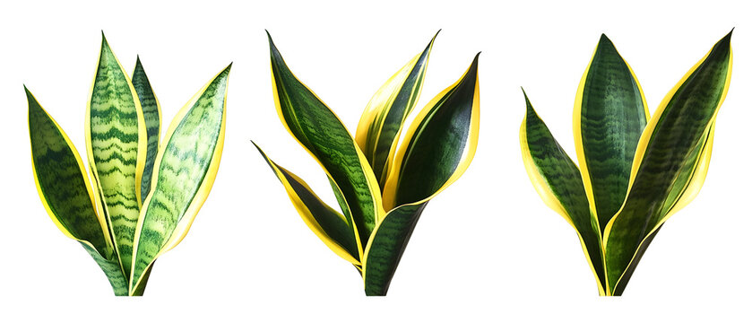 Close Up Group Of Snake Plants With Green And Yellow Stripes Against A Transparent Background