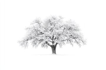 Snow-covered tree against a pure white background.