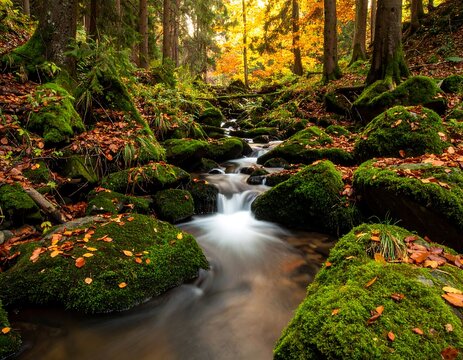 Autumn forest stream - Powered by Adobe