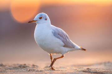 Walking black-headed gull (Chroicocephalus ridibundus) on sandy beach at sunrise, soft warm light, close-up, shallow depth of field, nature, wildlife, peaceful moment.