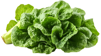 Fresh green butter lettuce head isolated on healthy food concept isolated on white transparent background PNG cutout