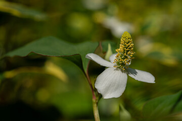 Houttuynia cordata