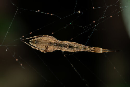 Uloborus walckenaerius