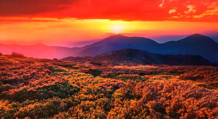 amazing summer blossoming pink wild rhododendrons flowers in Carpathian mountains, amazing nature background, border Ukraine and Romania, Marmarosy range, Transcarpathian region, near Rahiv, Europe	