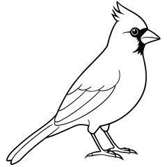 Fototapeta premium beautiful cardinal bird 