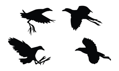 Flying Allen's gallinule bird Silhouette Design  And Vector Illustration. 
