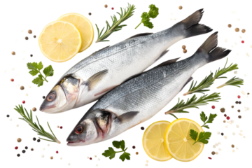 Raw seabass fish robalo fresh seafood two fishes isolated on white background.