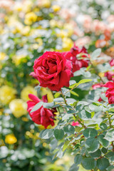 Beautifully blooming roses