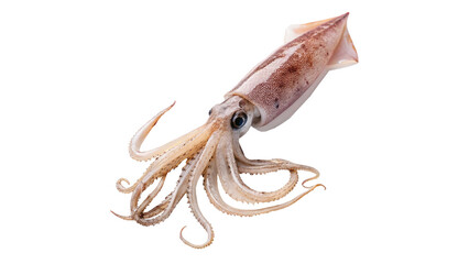 Fresh squid isolated on transparent background
