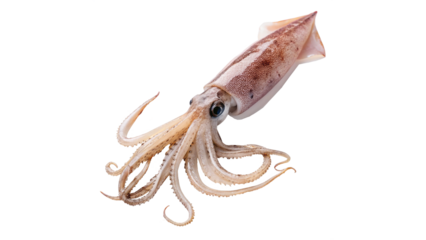 Fresh squid isolated on transparent background