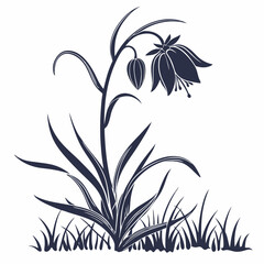 black and white crown imperial