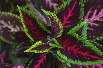 Close-Up of Colorful Coleus Plant with Pink and Green Leaves