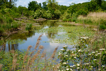 River landscape with yellow blooming water lily in Bavaria (Germany). A tributary of the Amper River near Ampermoching in spring. A guelder-rose (Viburnum opulus) can be seen in the right foreground