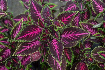 Close-Up of Colorful Coleus Plant with Pink and Green Leaves