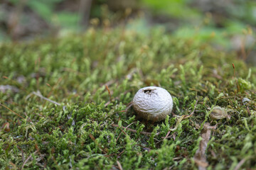 日本：ホコリタケ（Lycoperdon perlatum）／朽ちた倒木の苔の中に発生した白い球形のキノコ／長野県・5月
