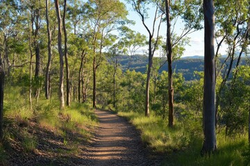Fototapeta premium Hinterland walk trail at Kondalilla National Park in Queensland showcases scenic nature and tranquil pathways, Kondalilla National Park hinterland walk trail Queensland wild nature reserve