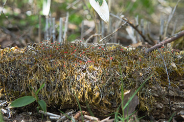 日本：コアカミゴケ（Cladonia macilenta ）／朽ちた倒木の上に発生したハナゴケ科の赤い地衣類／長野県・5月