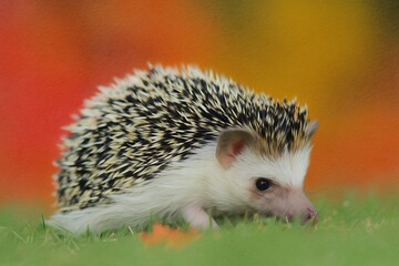 Fototapeta premium Adorable hedgehog on grass cute animal