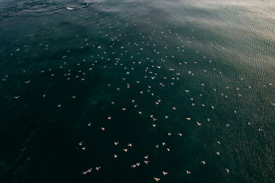 DJI Mavic 2 Pro HD aerial photography of a flock of seagulls flying over the sea in Dalian, a second-tier city in Liaoning, China
- Powered by Adobe