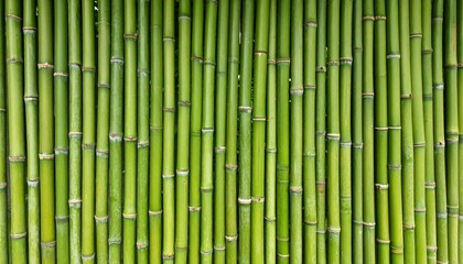 Fototapeta premium green bamboo background