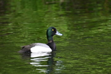Obraz premium A male Greater Scaup (Aythya marila) swims in a roadside pond on Alaska's Kenai Peninsula.