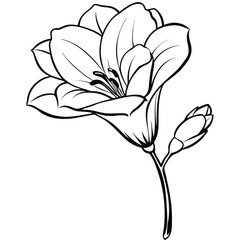 Vibrant Freesia Flower illustration with delicate full bloom petals