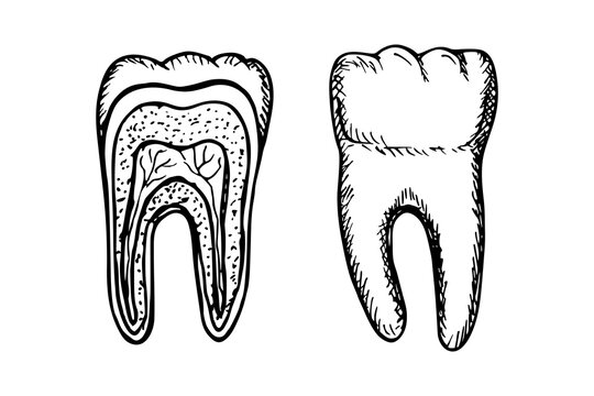 The anatomy of the tooth. The structure of the tooth cross-section. Dental anatomy, stomatology, orthodontics. Sketch vector line drawing illustration set on a white background