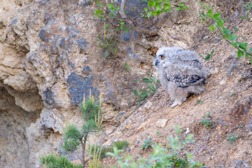 Long-eared owl chick (Asio otus) sitting on rocky slope, fluffy down, bright orange eyes, natural habitat, spring vegetation, wild nature, close-up, camouflage, peaceful wildlife scene.