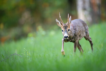 Roe deer (Capreolus capreolus) standing alert in green forest clearing, soft sunlight, detailed fur, antlers, natural habitat, peaceful wildlife scene, vertical composition, blurred background.