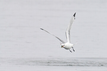A Black-legged Kittiwake (Rissa tridactyla) soars over Resurrection Bay, Alaska, with a freshly caught fish for an in-flight meal.