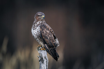Common buzzard (Buteo buteo) perched on dry branch, sharp gaze, brown and white plumage,  wildlife,...