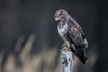 Common buzzard (Buteo buteo) perched on dry branch, sharp gaze, brown and white plumage,  wildlife,...