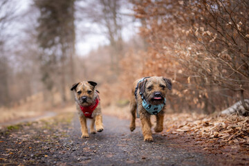 Two Border Terriers (Canis lupus familiaris) running on a forest path, blue and red harnesses, autumn leaves, joyful energy, natural outdoor scene, focus on dogs, blurred background.