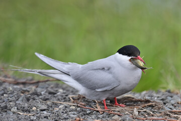 An Arctic Tern (Sterna paradisaea) tries to figure out how to swallow a threespine stickleback it caught in Potter Marsh, Alaska.