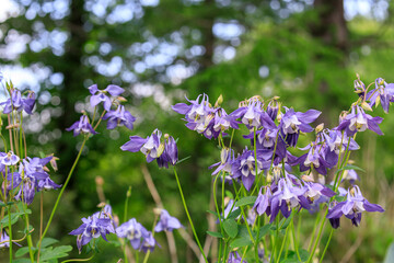 北海道由仁町、うつむくように咲くオダマキ（西洋オダマキ）【5月】