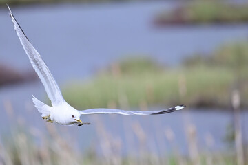 A Short-billed Gull (Larus brachyrhynchus) carries nesting material to its nesting site at Potter Marsh, Alaska.