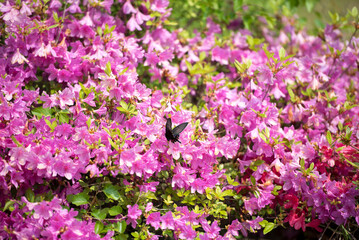 철쭉꽃밭의 제비나비