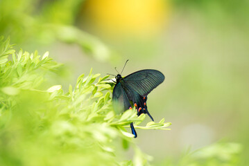 Fototapeta premium 봄날의 제비나비